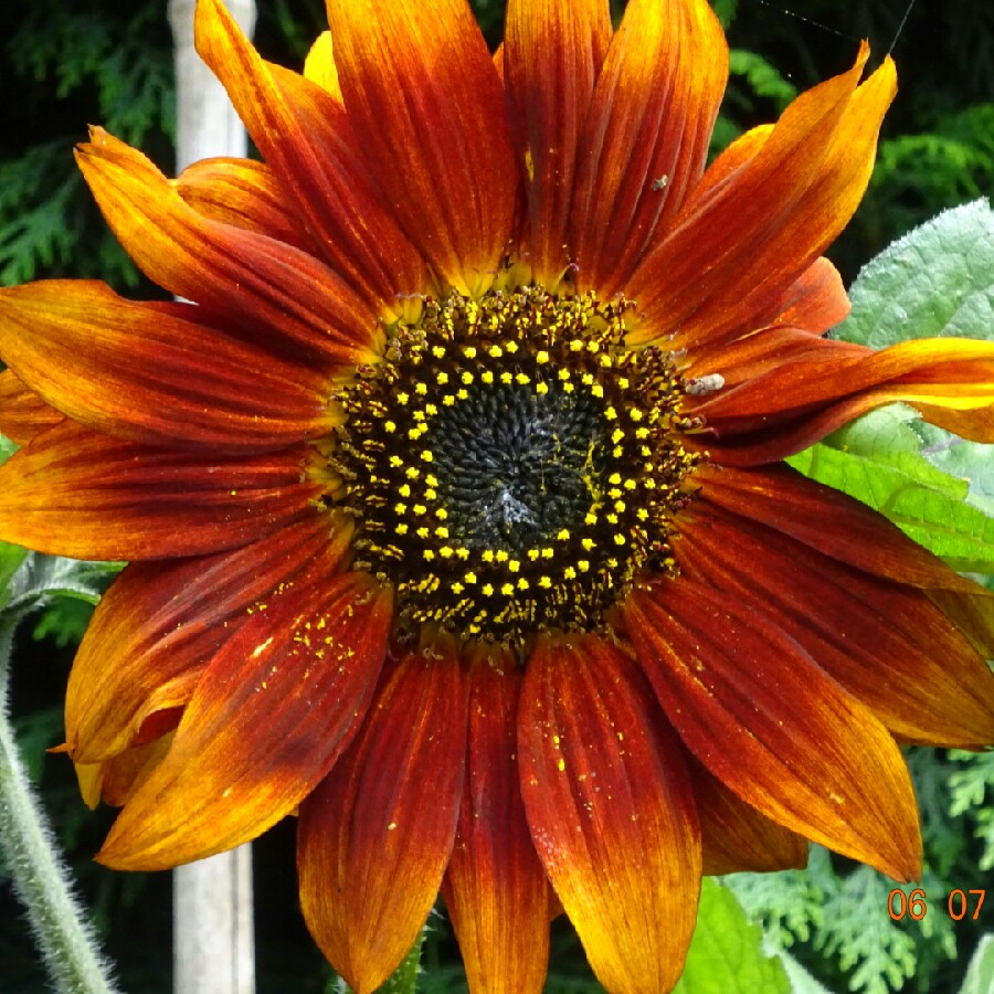 Sunflower Crimson Queen in the GardenTags plant encyclopedia