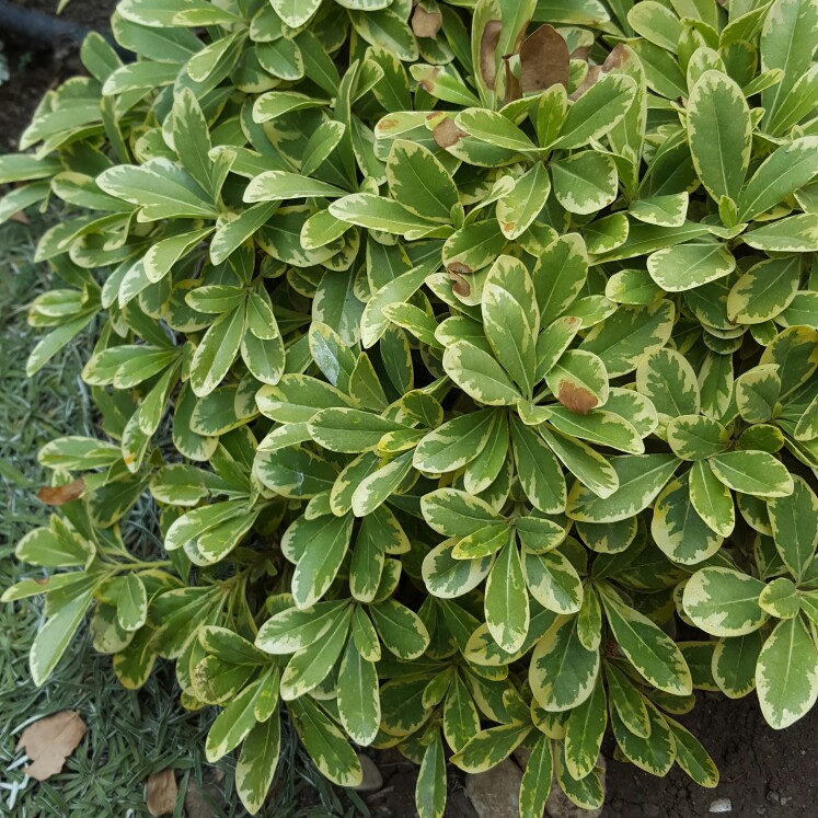 Pittosporum tobira Turners Variegated Dwarf in the GardenTags plant encyclopedia Japanese Pittosporum Turners Variegated Dwarf in the GardenTags plant encyclopedia