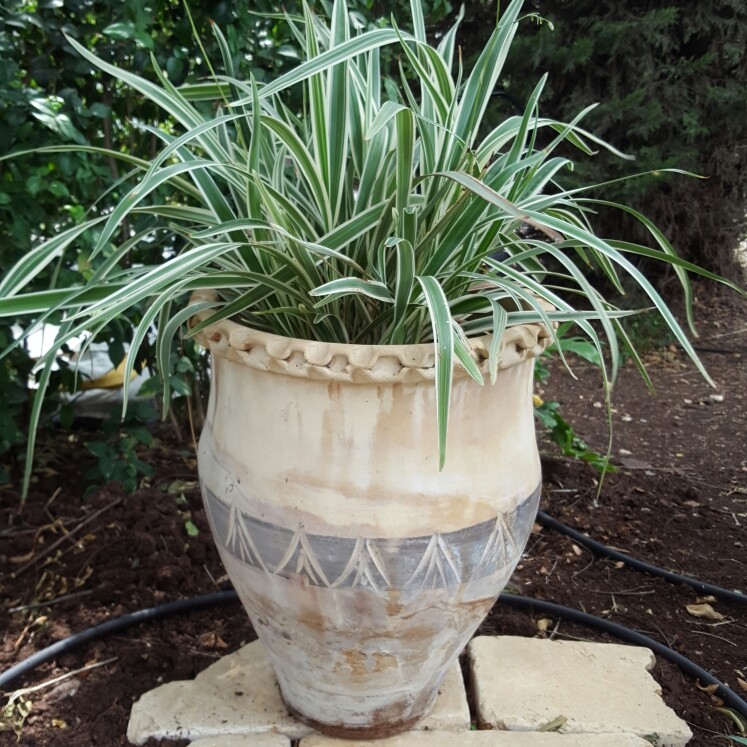 Dianella tasmanica Variegata in the GardenTags plant encyclopedia Variegated Tasmanian Flax Lily in the GardenTags plant encyclopedia