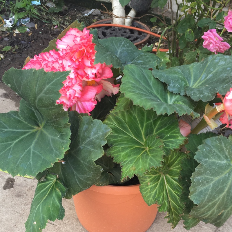 Begonia Majestic Pink Picotee in the GardenTags plant encyclopedia Begonia Majestic Pink Picotee in the GardenTags plant encyclopedia