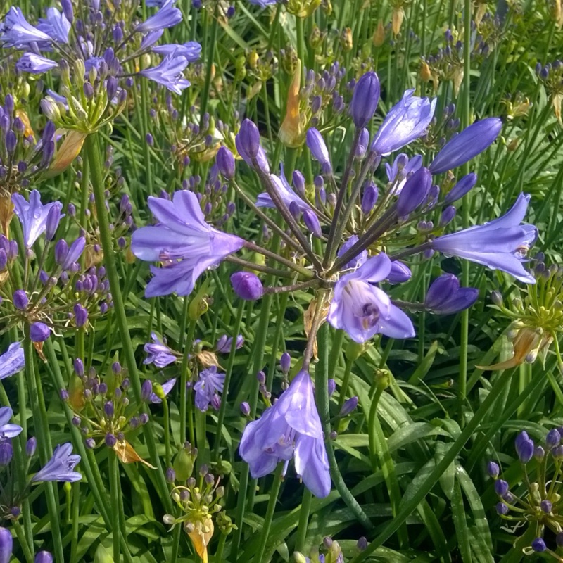 African Lily Blue Storm in the GardenTags plant encyclopedia