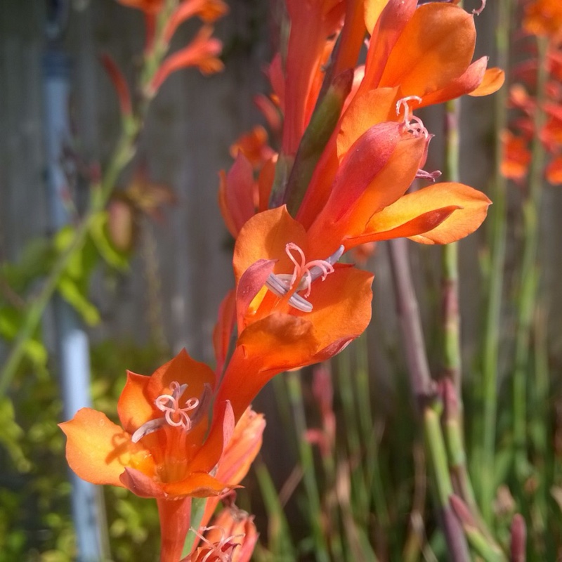 Watsonia in the GardenTags plant encyclopedia Bugle Lily in the GardenTags plant encyclopedia
