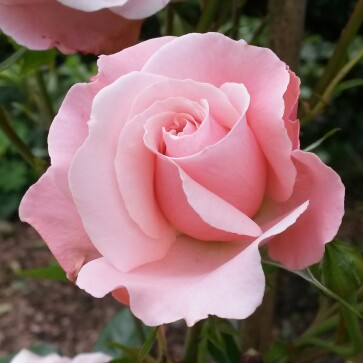 Rosa Falling in Love in the GardenTags plant encyclopedia Hybrid Tea Rose Falling in Love in the GardenTags plant encyclopedia