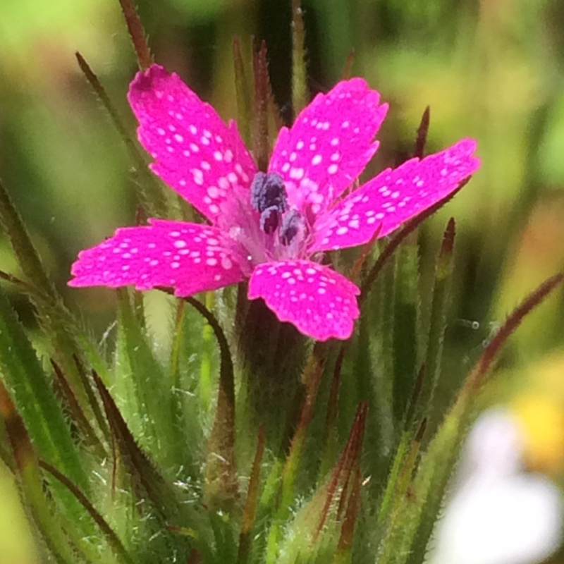 Dianthus armeria in the GardenTags plant encyclopedia Deptford Pink in the GardenTags plant encyclopedia