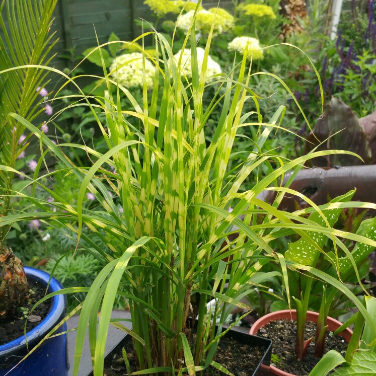 Miscanthus sinensis Gold Bar in the GardenTags plant encyclopedia Silver Grass Gold Bar in the GardenTags plant encyclopedia