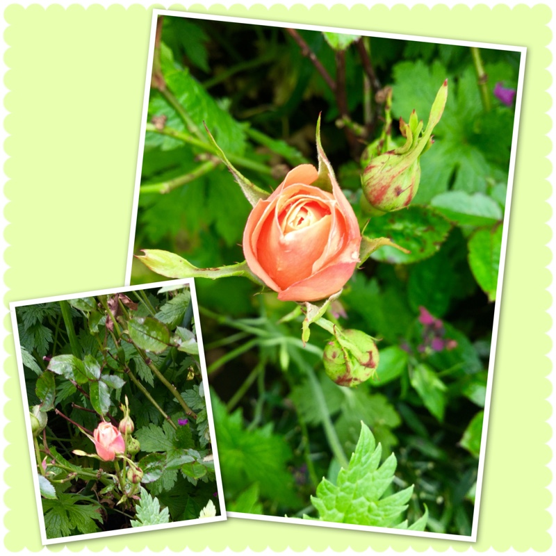 Rosa Peek A Boo (Dicgrow) in the GardenTags plant encyclopedia Rose Peek A Boo in the GardenTags plant encyclopedia