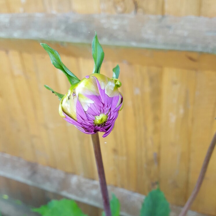 Dahlia Purple Gem in the GardenTags plant encyclopedia Dahlia Purple Gem in the GardenTags plant encyclopedia