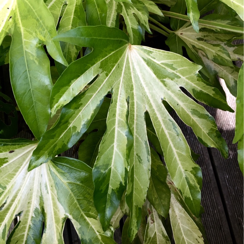 Fatsia japonica Annelise in the GardenTags plant encyclopedia Japanese Aralia Annelise in the GardenTags plant encyclopedia