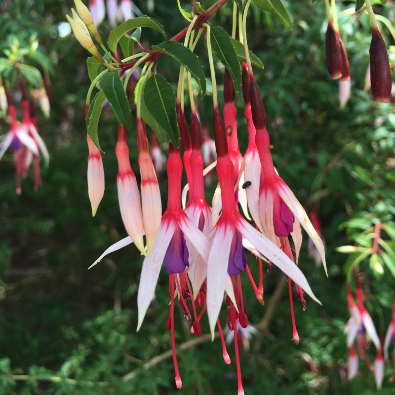 Fuchsia magellanica Lady Bacon in the GardenTags plant encyclopedia Fuchsia Lady Bacon in the GardenTags plant encyclopedia