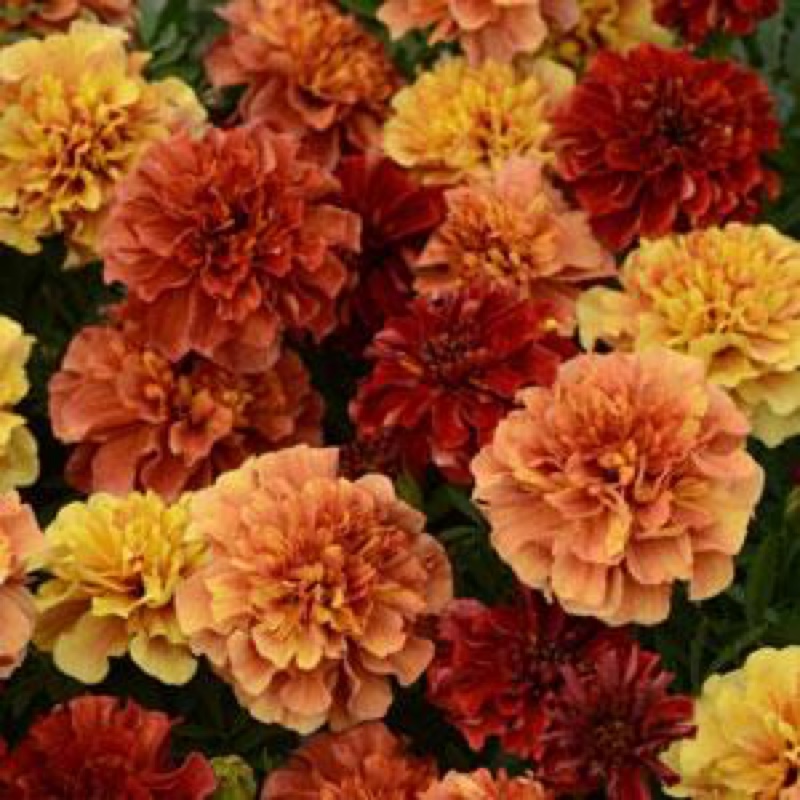Tagetes patula Strawberry Blonde in the GardenTags plant encyclopedia Marigold Strawberry Blonde in the GardenTags plant encyclopedia