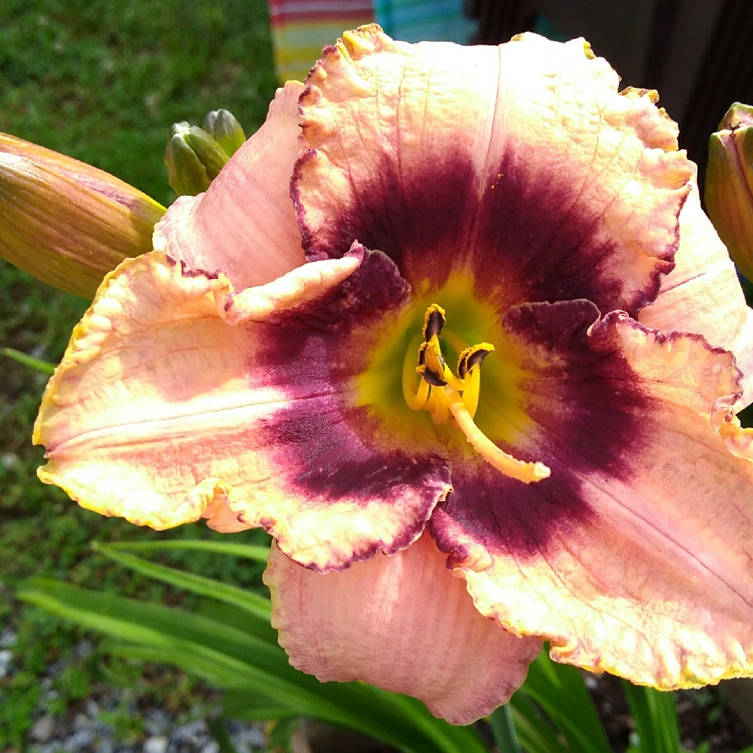 Hemerocallis All Fired Up in the GardenTags plant encyclopedia Daylily All Fired Up in the GardenTags plant encyclopedia