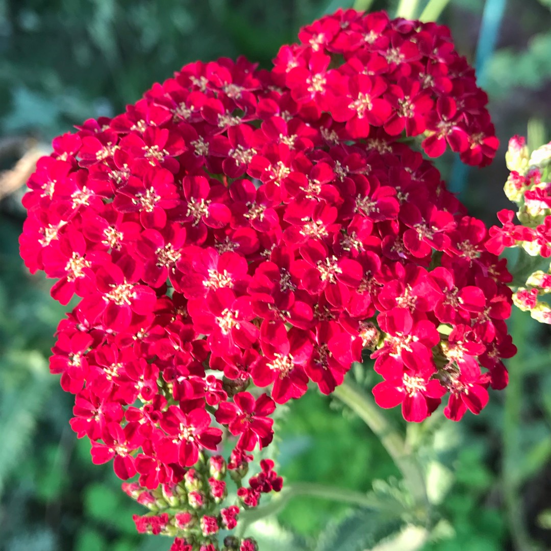 Yarrow Red Velvet in the GardenTags plant encyclopedia
