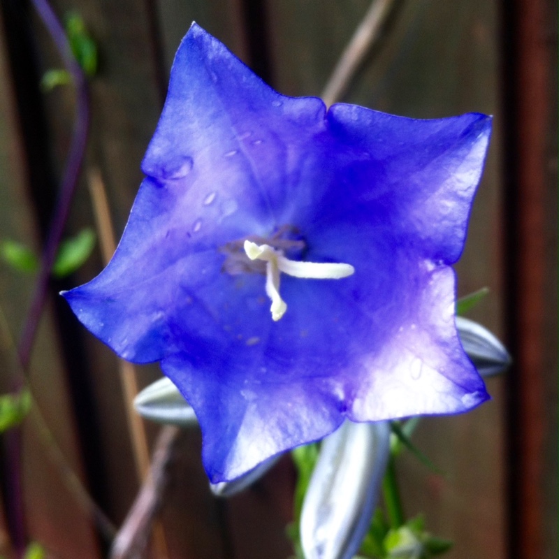 Campanula persicifolia Telham Beauty in the GardenTags plant encyclopedia Bellflower Telham Beauty in the GardenTags plant encyclopedia