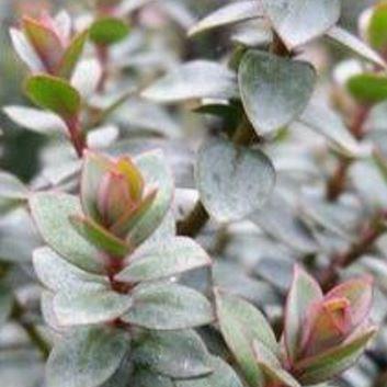 Hebe Blue Haze in the GardenTags plant encyclopedia Shrubby Veronica Blue Haze in the GardenTags plant encyclopedia