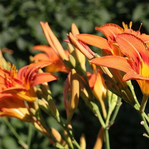 Hemerocallis fulva in the GardenTags plant encyclopedia Daylily (Species) Common Orange Daylily in the GardenTags plant encyclopedia