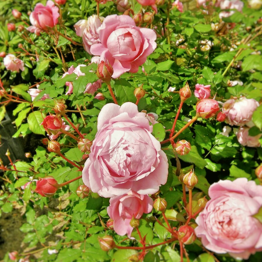 Rosa Ausjive syn. Rosa Alan Titchmarsh, Rosa Huntington Rose in the GardenTags plant encyclopedia Rose Alan Titchmarsh (Shrub) in the GardenTags plant encyclopedia