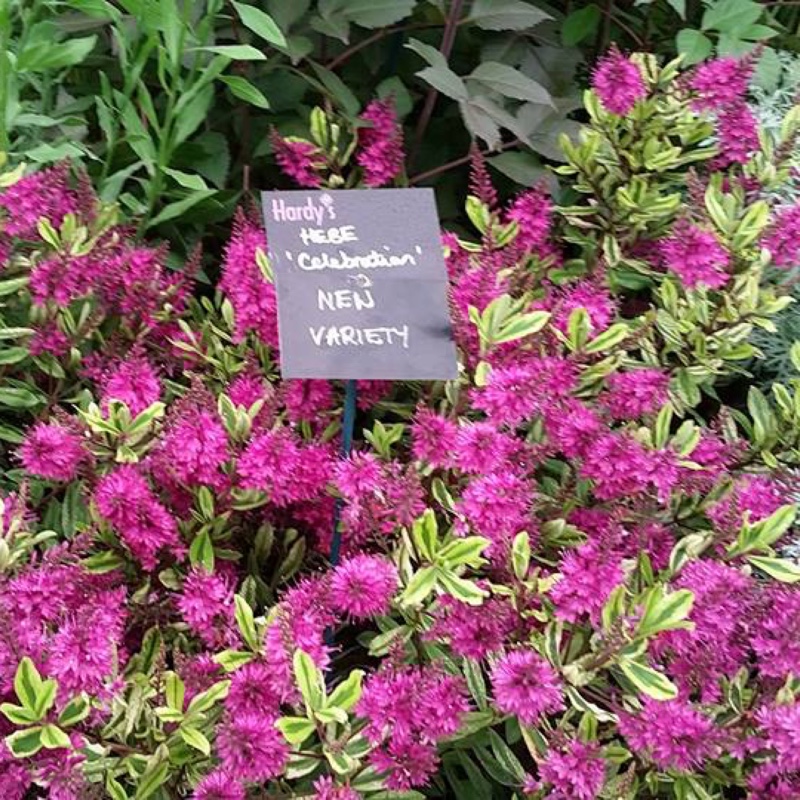 Hebe Celebration in the GardenTags plant encyclopedia Shrubby Veronica Celebration in the GardenTags plant encyclopedia