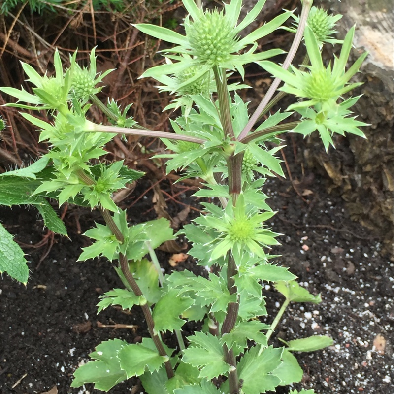 Eryngium x tripartitum syn. Eryngium tripartitum in the GardenTags plant encyclopedia Tripartite Eryngo in the GardenTags plant encyclopedia