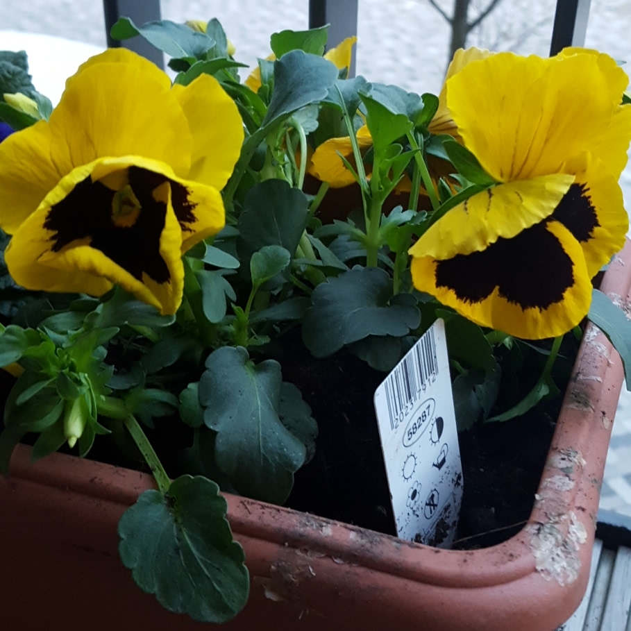 Viola x wittrockiana Green Envy in the GardenTags plant encyclopedia Pansy Green Envy in the GardenTags plant encyclopedia