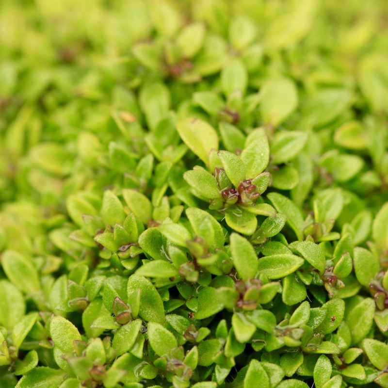 Creeping Thyme Elfin in the GardenTags plant encyclopedia