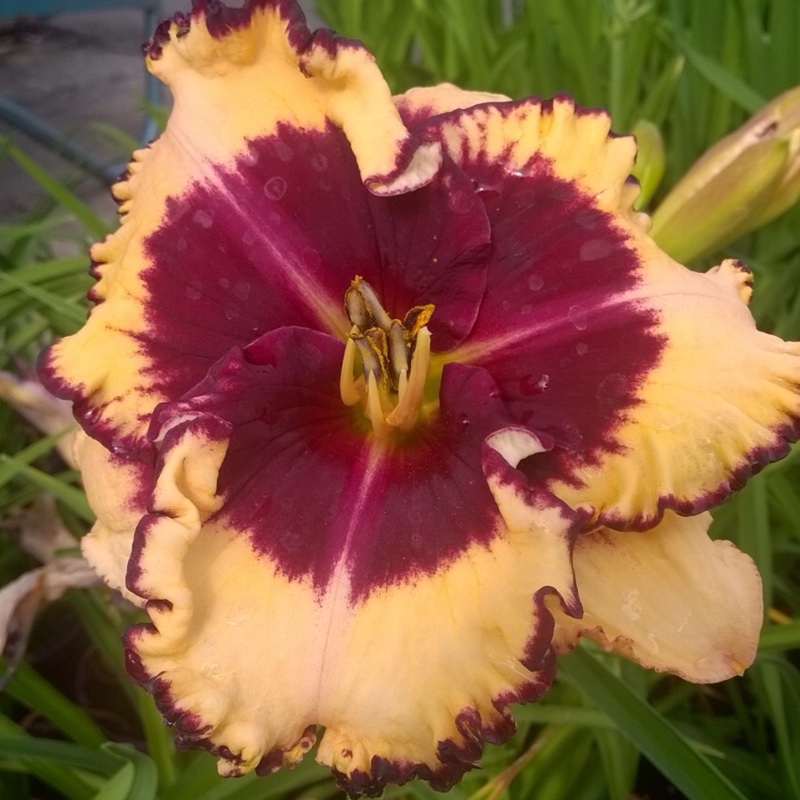 Hemerocallis Tiger Blood in the GardenTags plant encyclopedia Daylily Tiger Blood in the GardenTags plant encyclopedia