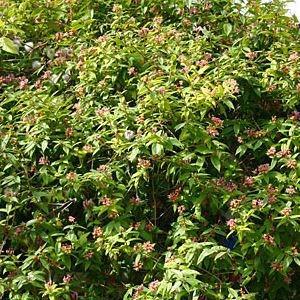 Henrys Honeysuckle in the GardenTags plant encyclopedia