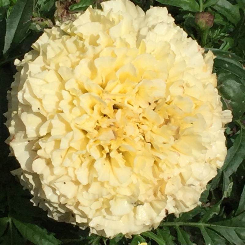 Tagetes erecta Vanilla Ice in the GardenTags plant encyclopedia African Marigold Vanilla Ice in the GardenTags plant encyclopedia