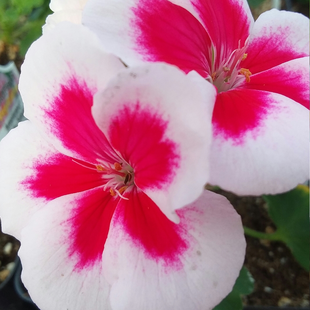 Pelargonium Amri Whitsp09 (Americana Series) syn. Pelargonium Americana White Splash in the GardenTags plant encyclopedia Pelargonium Americana White Splash (Zonal) in the GardenTags plant encyclopedia