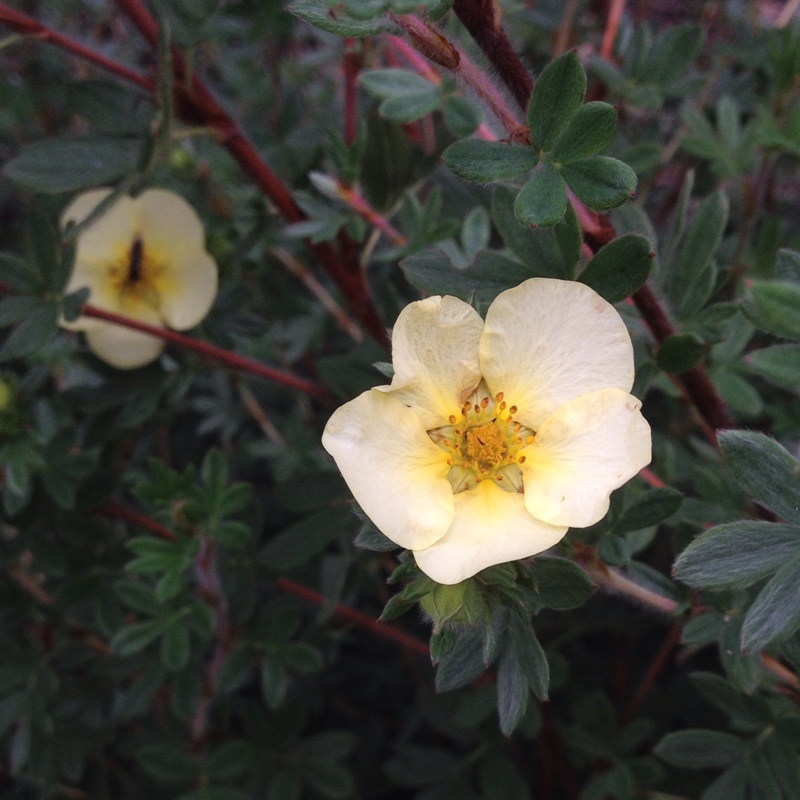 Potentilla fruticosa Elizabeth in the GardenTags plant encyclopedia Shrubby cinquefoil Elizabeth in the GardenTags plant encyclopedia