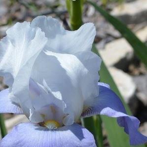 Iris x germanica Whole Cloth in the GardenTags plant encyclopedia Bearded Iris Whole Cloth (Tall) in the GardenTags plant encyclopedia