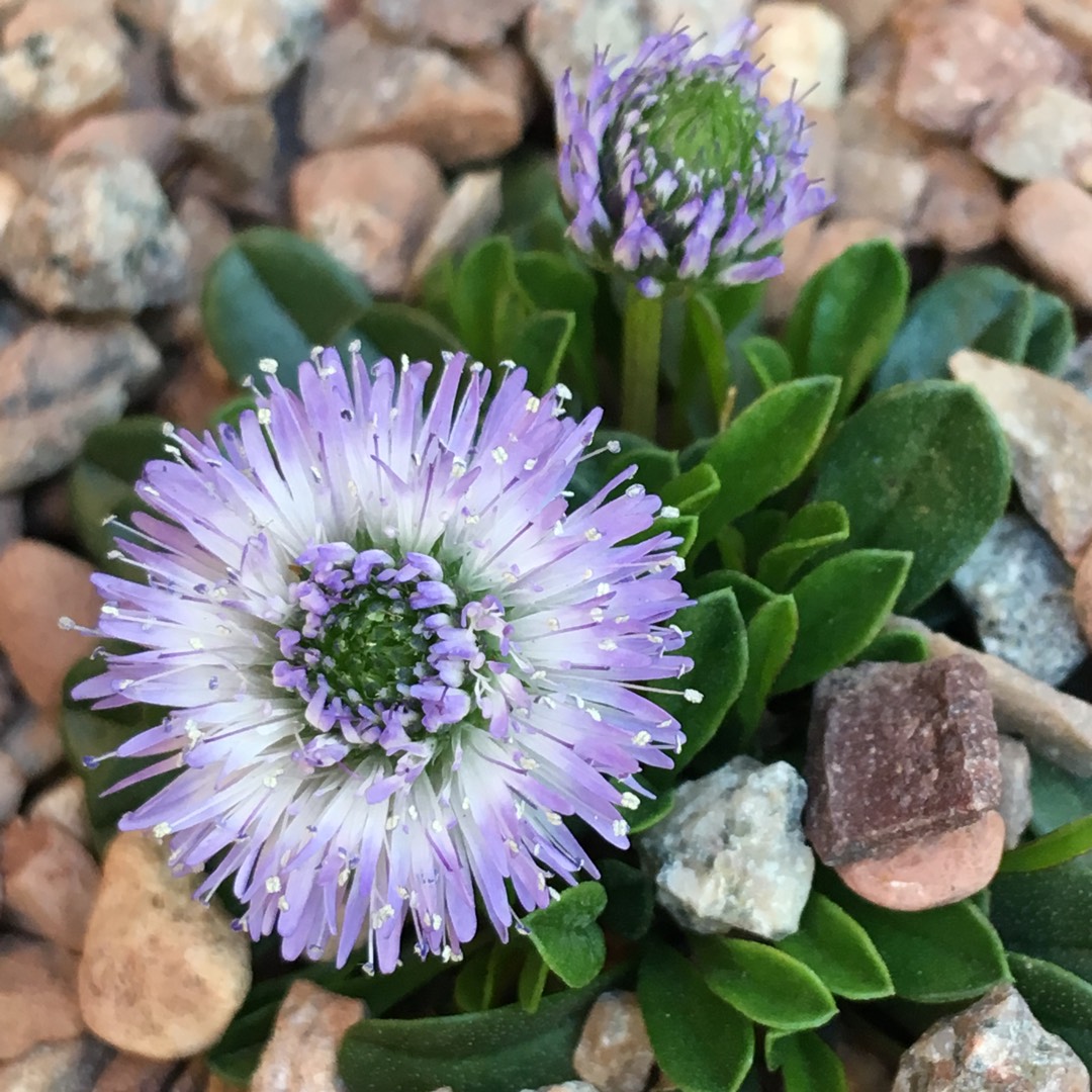 Globularia Cordifolia in the GardenTags plant encyclopedia Heart-leaved Globe Daisy in the GardenTags plant encyclopedia