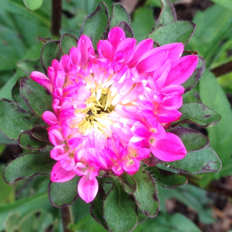 Callistephus chinensisColour Carpet in the GardenTags plant encyclopedia Aster Colour Carpet in the GardenTags plant encyclopedia
