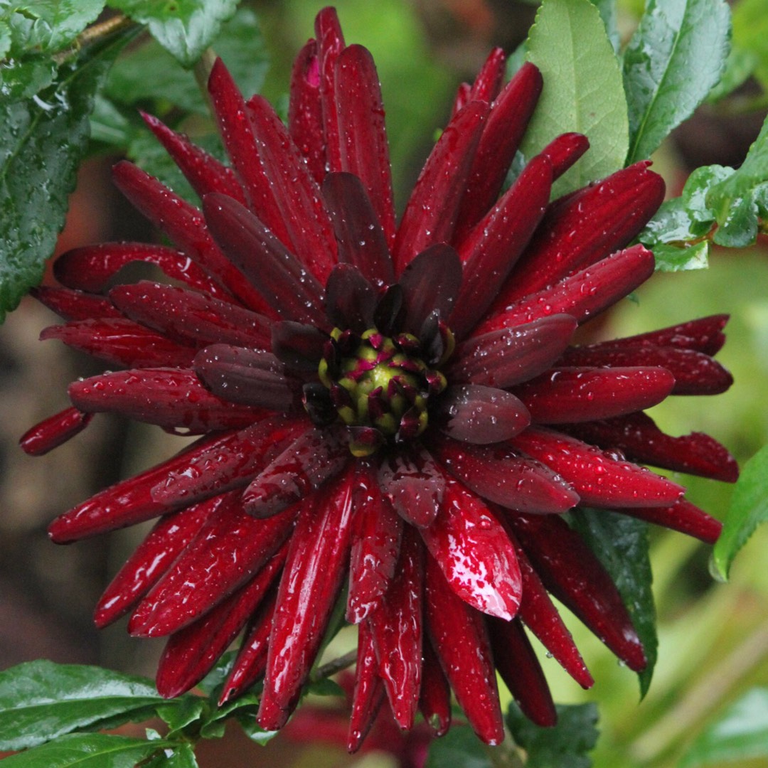 Dahlia Chat Noir (Semi-cactus) in the GardenTags plant encyclopedia