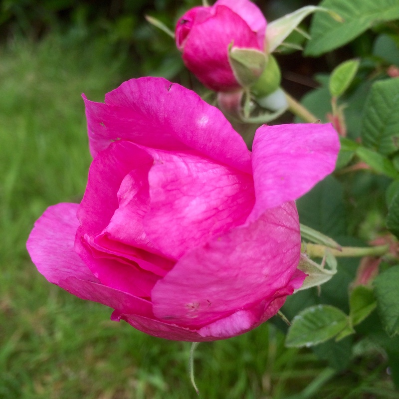Rosa Impératrice Joséphine in the GardenTags plant encyclopedia Old Rose Empress Josephine in the GardenTags plant encyclopedia
