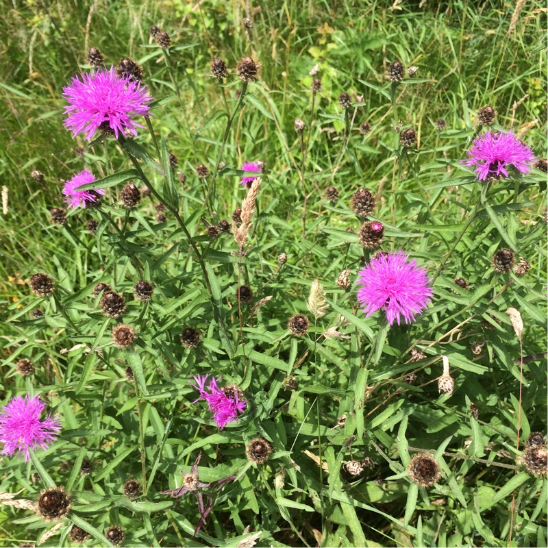 Centaurea debeauxii, Chalk Knapweed in GardenTags plant encyclopedia