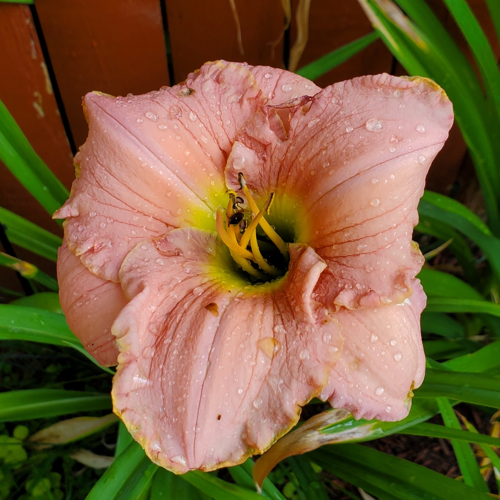 Hemerocallis Barbara Mitchell in the GardenTags plant encyclopedia Daylily Barbara Mitchell in the GardenTags plant encyclopedia