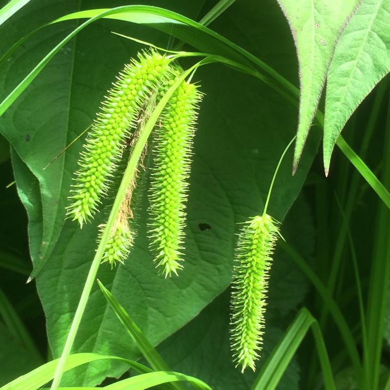 Carex pseudocyperus in the GardenTags plant encyclopedia Cyperus Sedge in the GardenTags plant encyclopedia