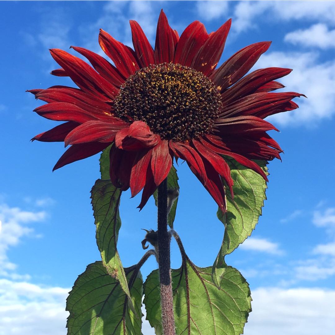 Helianthus annuus 'Red Sun', Sunflower 'Red Sun' in GardenTags plant  encyclopedia