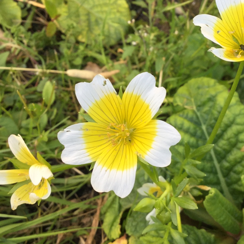 Limnanthes douglasii in the GardenTags plant encyclopedia Poached Egg Flower in the GardenTags plant encyclopedia