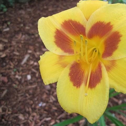 Hemerocallis Black-Eyed Stella in the GardenTags plant encyclopedia Daylily Black-Eyed Stella in the GardenTags plant encyclopedia
