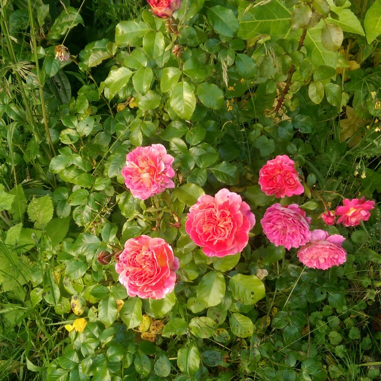 Rosa Special Grandma in the GardenTags plant encyclopedia Floribunda Rose Special Grandma in the GardenTags plant encyclopedia