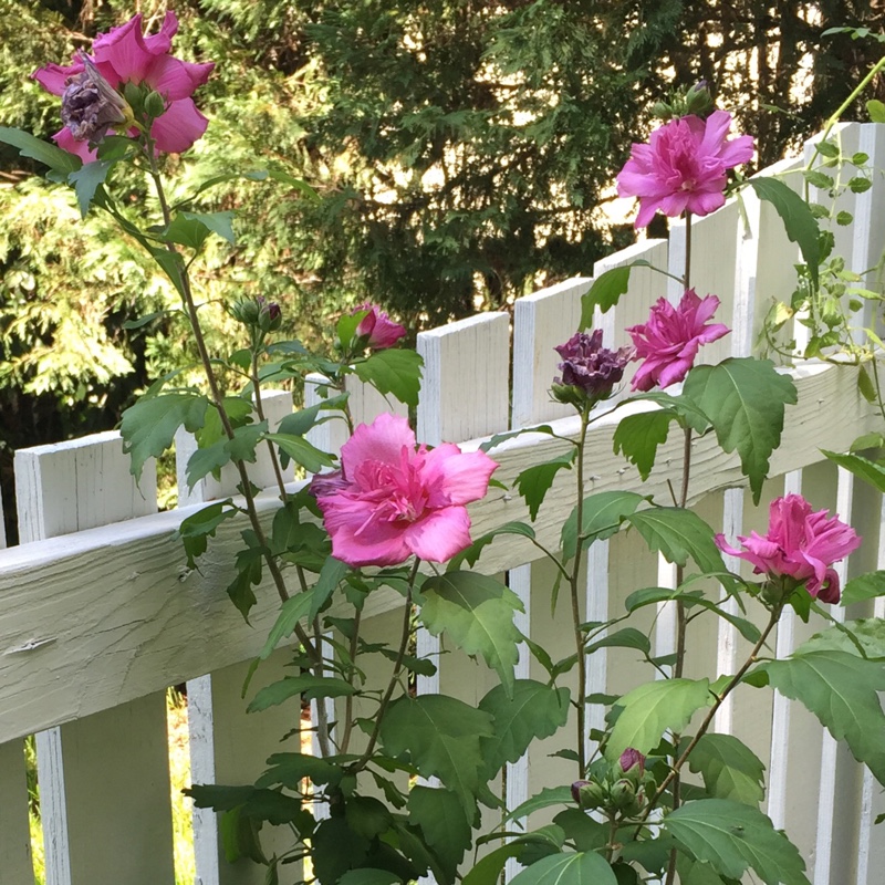 Hibiscus Syriacus Lucy in the GardenTags plant encyclopedia Rose of Sharon Lucy in the GardenTags plant encyclopedia