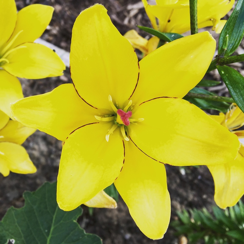 Lilium Yellow Cocotte in the GardenTags plant encyclopedia Lily Yellow Cocotte (Asiatic) in the GardenTags plant encyclopedia
