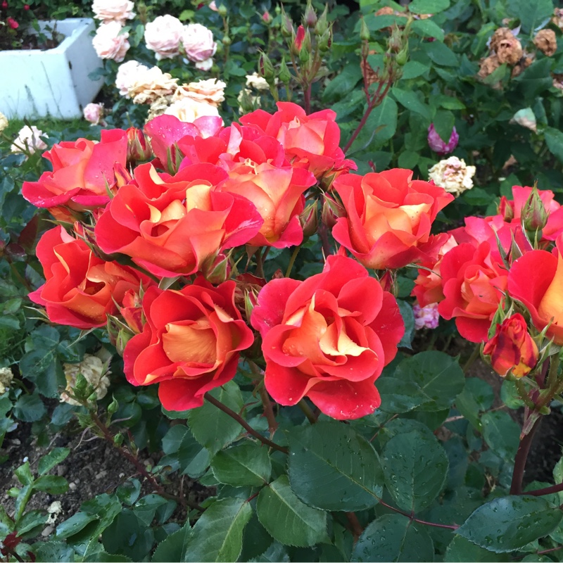 Rosa Bright And Breezy in the GardenTags plant encyclopedia Floribunda Rose Bright And Breezy in the GardenTags plant encyclopedia