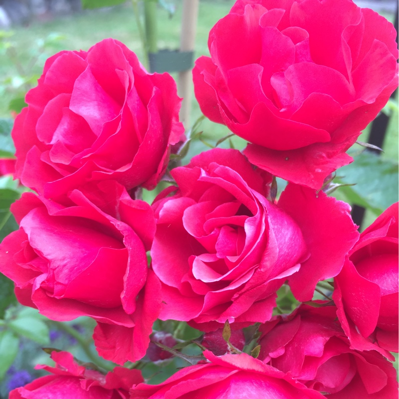 Rosa Helkleger syn. Rosa Super Elfin in the GardenTags plant encyclopedia Rose Super Elfin (Rambler) in the GardenTags plant encyclopedia