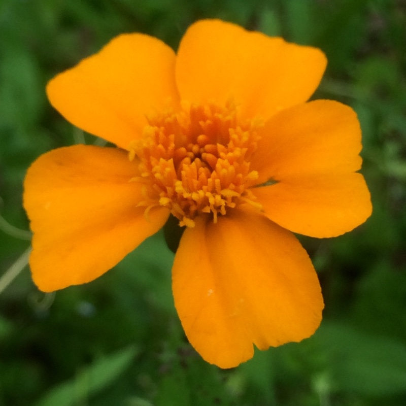 Tagetes patula Ground Control in the GardenTags plant encyclopedia French Marigold Ground Control in the GardenTags plant encyclopedia