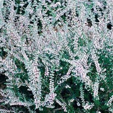 Calluna vulgaris Peter Sparkes in the GardenTags plant encyclopedia Common Heather Peter Sparkes in the GardenTags plant encyclopedia
