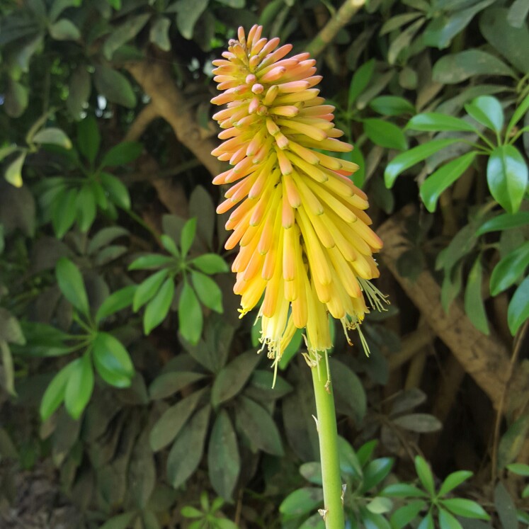Kniphofia Winter Cheer in the GardenTags plant encyclopedia Red Hot Poker Winter Cheer in the GardenTags plant encyclopedia