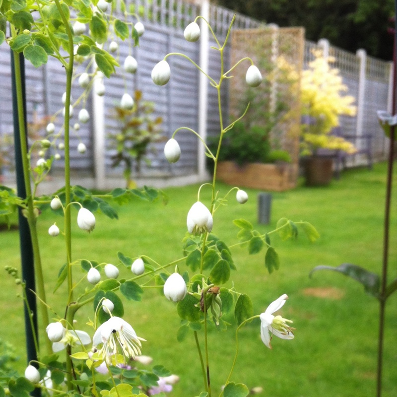 Thalictrum delavayi Album in the GardenTags plant encyclopedia Meadow-rue in the GardenTags plant encyclopedia