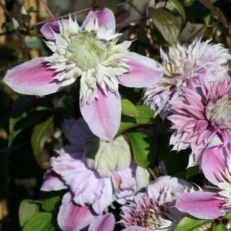 Clematis Josephine (Evijohill) in the GardenTags plant encyclopedia Clematis Josephine (Evijohill) in the GardenTags plant encyclopedia